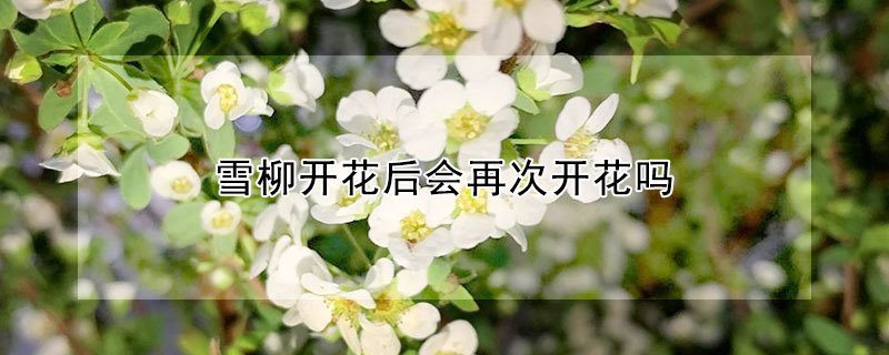 雪柳開花后會再次開花嗎