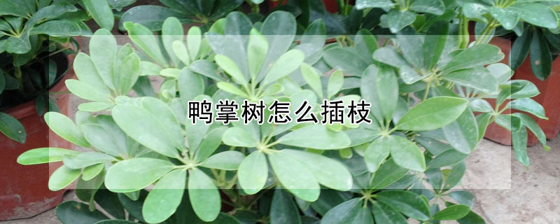 鴨掌樹怎么插枝