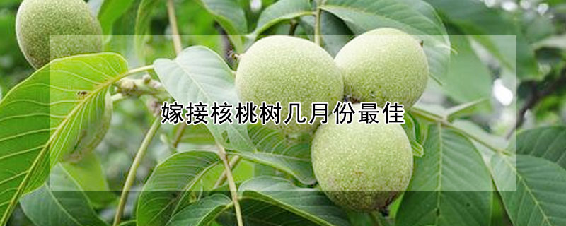 嫁接核桃樹(shù)幾月份最佳