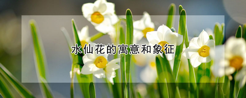 水仙花的寓意和象征