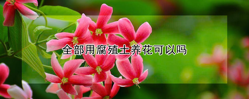 全部用腐殖土養(yǎng)花可以嗎