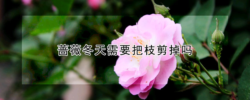 薔薇冬天需要把枝剪掉嗎