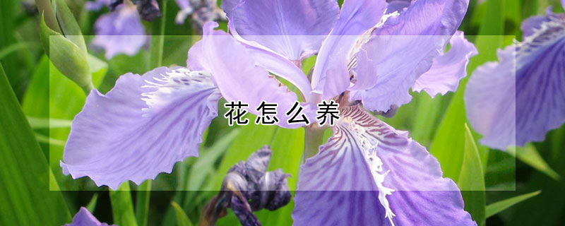 花怎么養(yǎng)