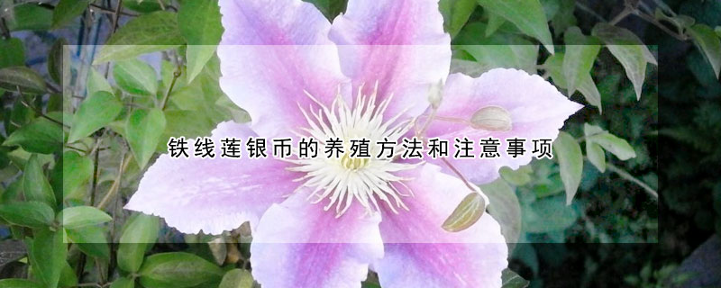 鐵線蓮銀幣的養(yǎng)殖方法和注意事項