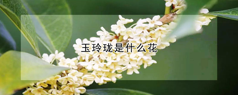 玉玲瓏是什么花