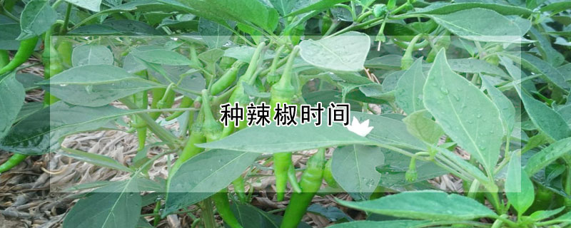 種辣椒時(shí)間