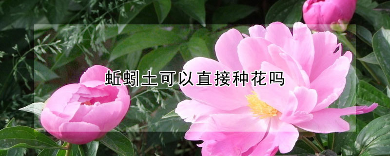 蚯蚓土可以直接種花嗎