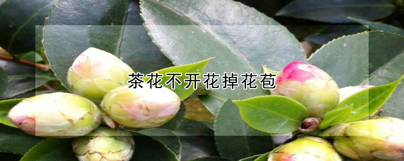 茶花不開花掉花苞