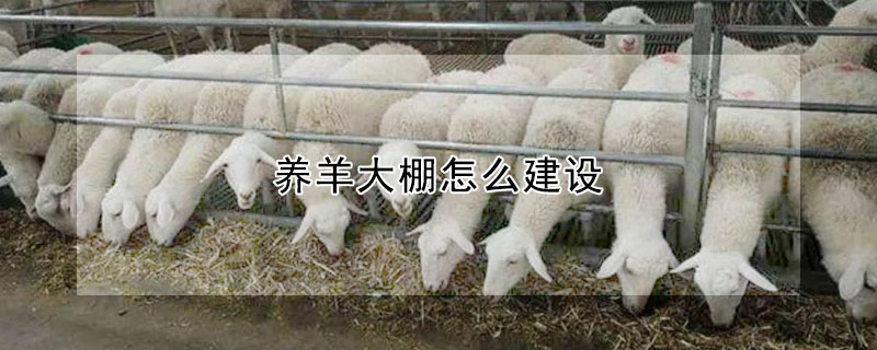 養羊大棚怎么建設