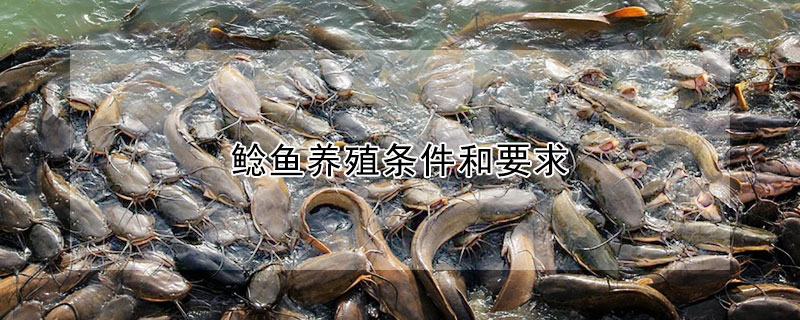 鯰魚(yú)養(yǎng)殖條件和要求