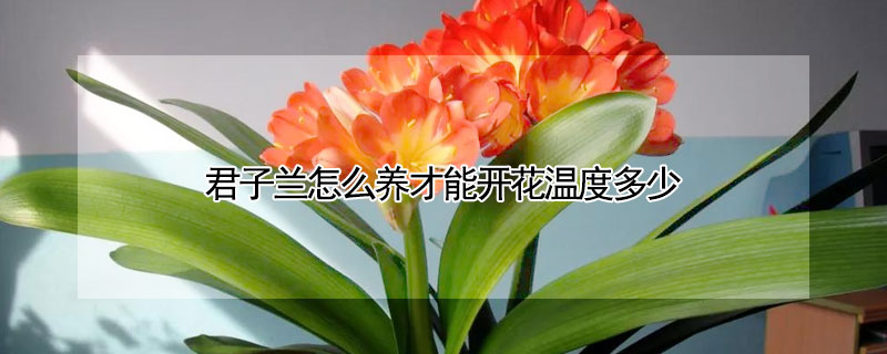 君子蘭怎么養才能開花溫度多少