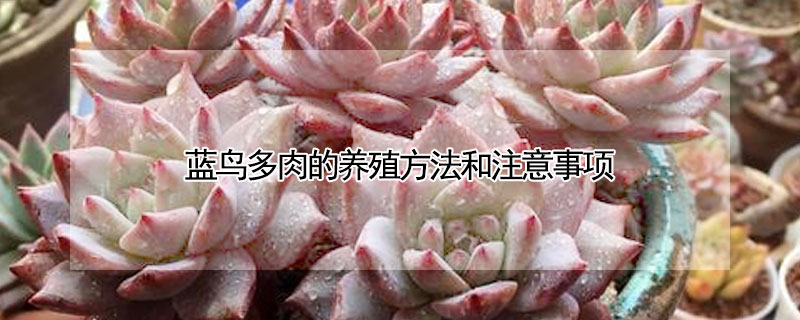 藍鳥多肉的養殖方法和注意事項