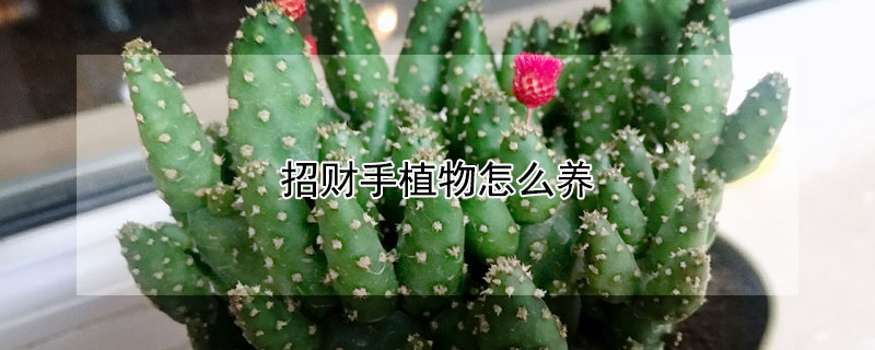 招財手植物怎么養