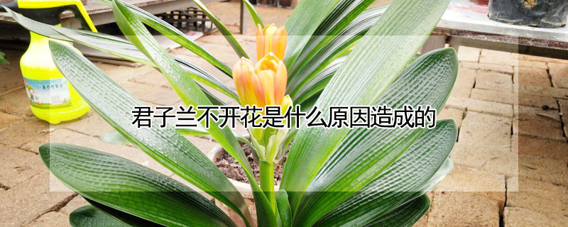 君子蘭不開花是什么原因造成的