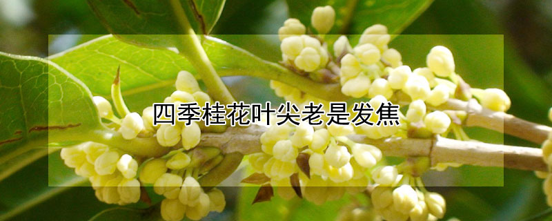 四季桂花葉尖老是發焦