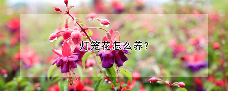 燈籠花怎么養(yǎng)?