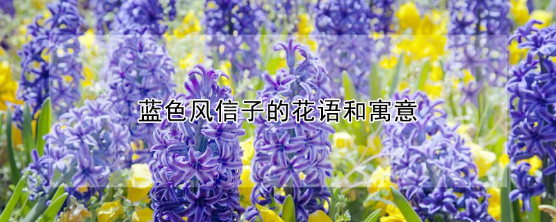 藍色風信子的花語和寓意