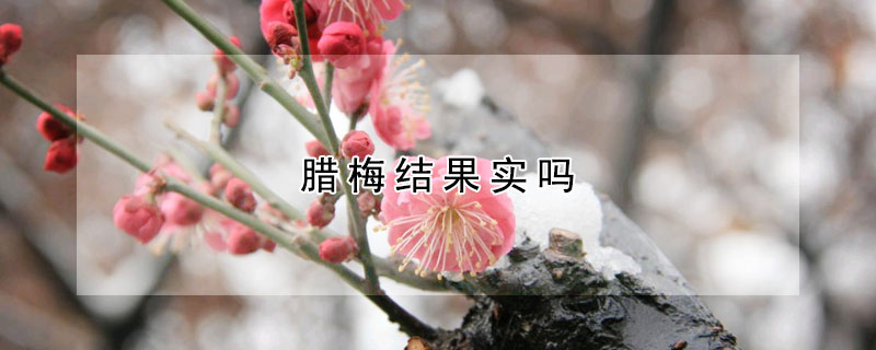 臘梅結果實嗎