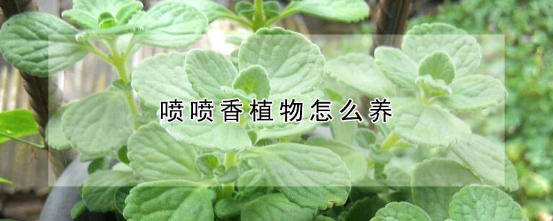 噴噴香植物怎么養