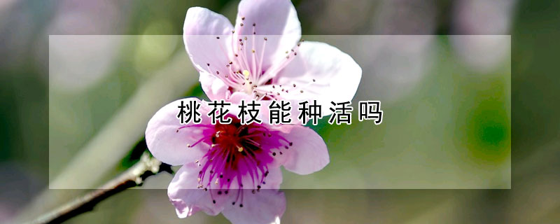 桃花枝能種活嗎