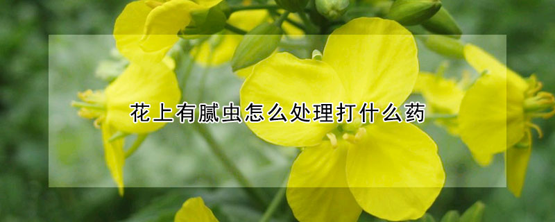 花上有膩蟲怎么處理打什么藥