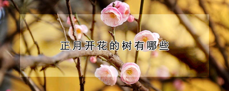 正月開(kāi)花的樹(shù)有哪些