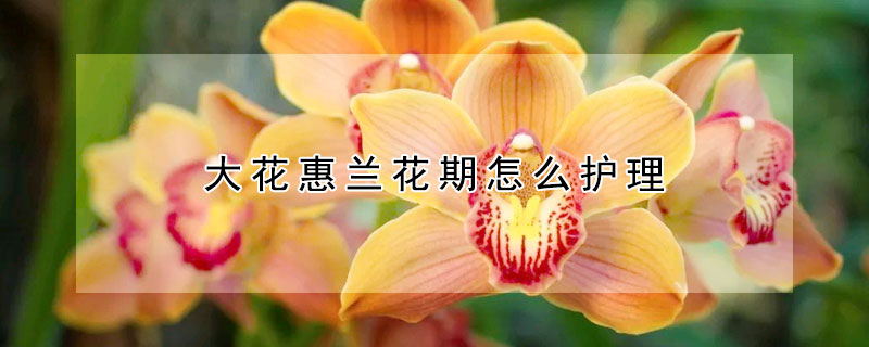 大花惠蘭花期怎么護理