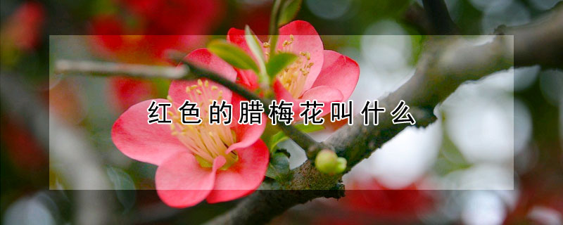 紅色的臘梅花叫什么