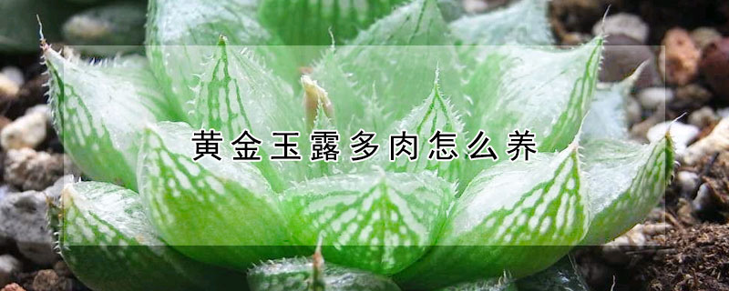 黃金玉露多肉怎么養(yǎng)