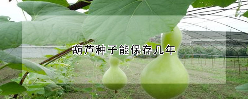 葫蘆種子能保存幾年