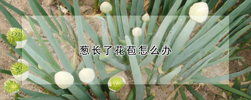 蔥長了花苞怎么辦