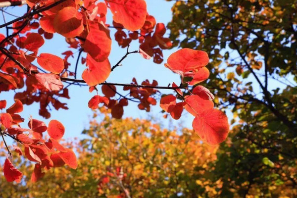 香山紅葉最佳觀賞時(shí)間