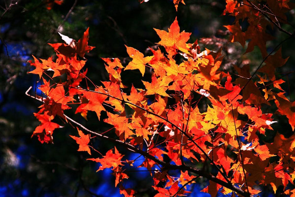 香山紅葉最佳觀賞時(shí)間