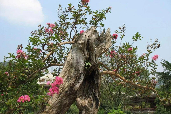 癢癢樹是什么植物