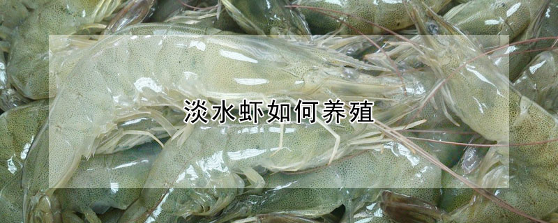 淡水蝦如何養(yǎng)殖