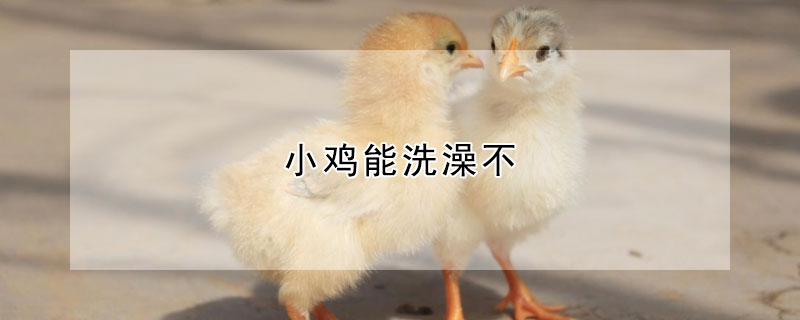 小雞能洗澡不