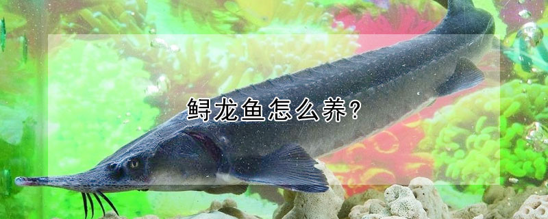 鱘龍魚怎么養?