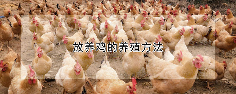 放養(yǎng)雞的養(yǎng)殖方法