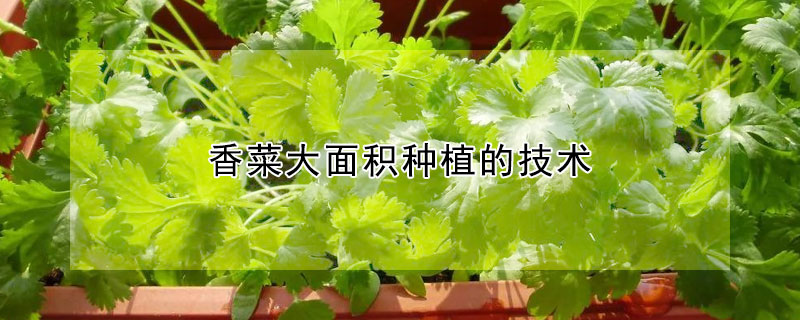 香菜大面積種植的技術(shù)