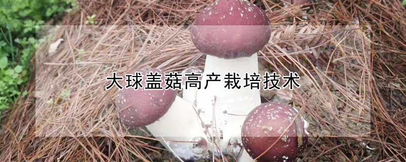 大球蓋菇高產栽培技術