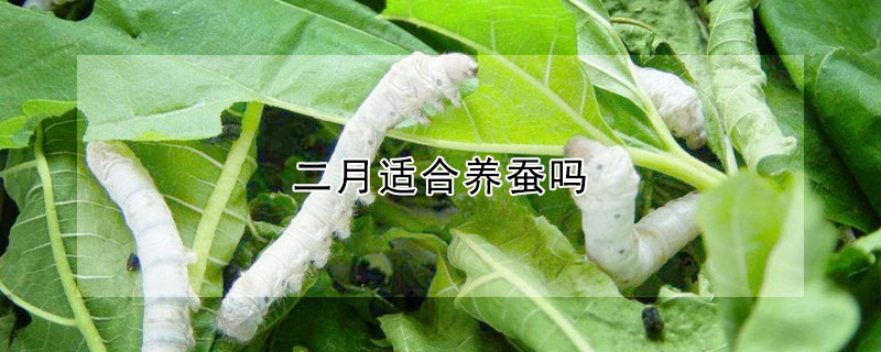 二月適合養(yǎng)蠶嗎