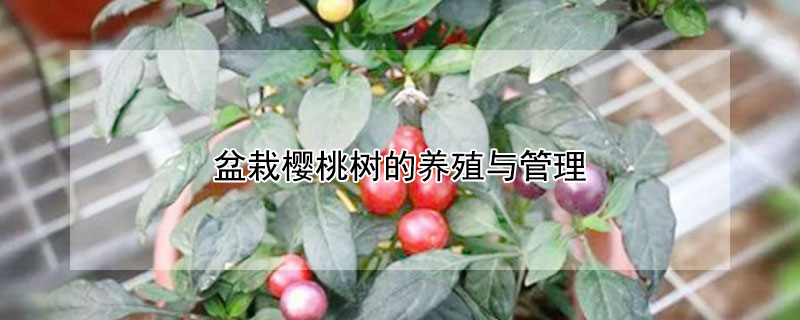 盆栽櫻桃樹的養(yǎng)殖與管理