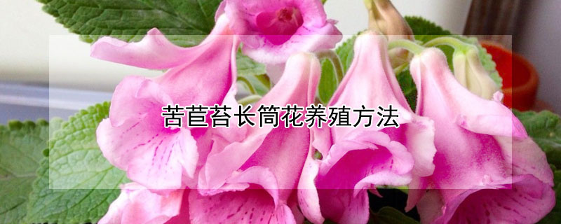 苦苣苔長(zhǎng)筒花養(yǎng)殖方法