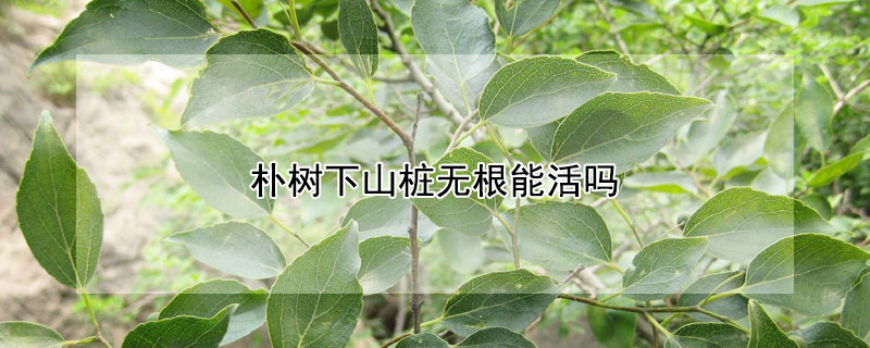 樸樹下山樁無根能活嗎