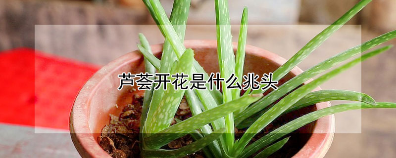 蘆薈開花是什么兆頭