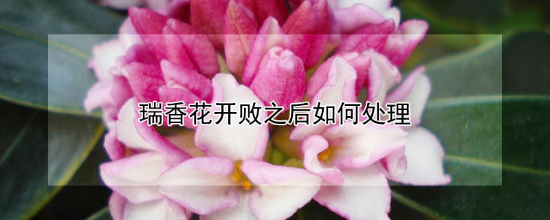 瑞香花開敗之后如何處理