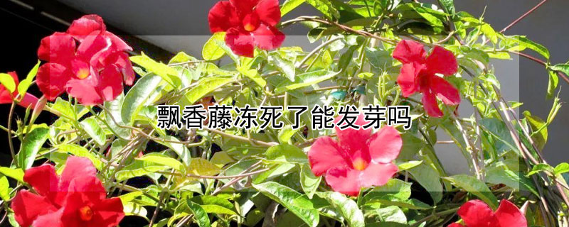 飄香藤凍死了能發芽嗎