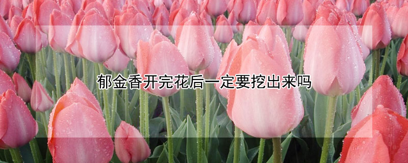 郁金香開完花后一定要挖出來嗎