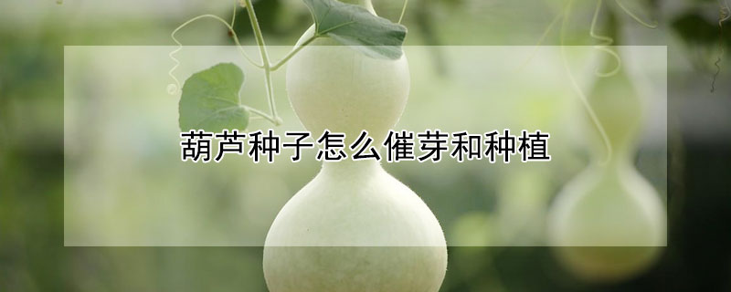 葫蘆種子怎么催芽和種植