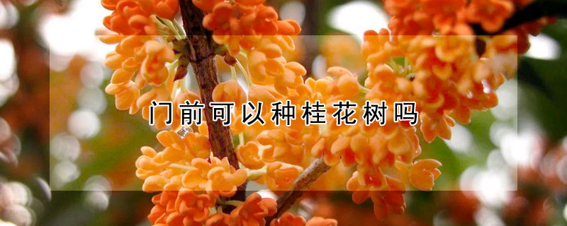 門(mén)前可以種桂花樹(shù)嗎